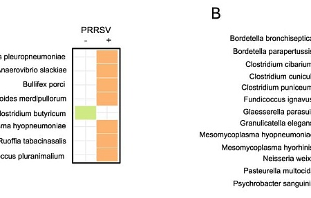 Исследование функционального микробиома в контексте респираторного синдрома свиней: вирусно-бактериальные коинфекции и профилирование факторов вирулентности