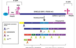In vitro оценка иммуногенности противоящурной вакцины: достижения, проблемы и этические аспекты