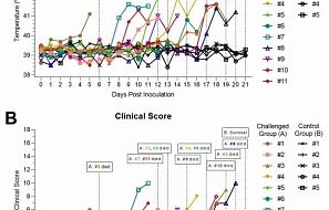 Патобиологическая характеристика и оценка базового коэффициента репродукции рекомбинантного штамма вируса АЧС у свиней, находившихся в контакте с инфицированными животными, во Вьетнаме