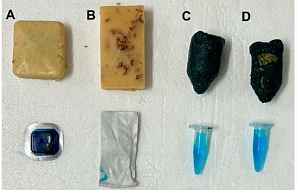 Пероральная иммунизация евразийского дикого кабана (Sus scrofa) против АЧС вакциной «ASFV-G-ΔI177L»: эффективность приманки, иммуногенность и мониторинг окружающей среды