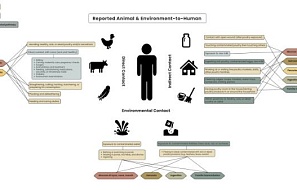 Пути передачи высокопатогенного вируса гриппа А (H5N1) человеку: обзорное исследование