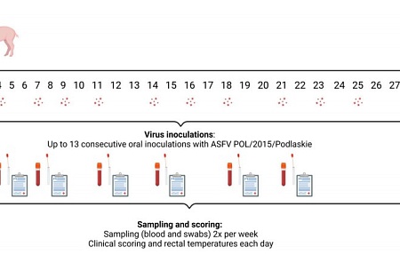Оценка дозы вируса АЧС, необходимой для перорального заражения свиней