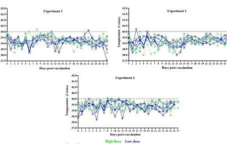 Вакцина против африканской чумы свиней ASFV-G-ΔI177L демонстрирует высокую эффективность в обеспечении защиты поросят в возрасте четырёх недель