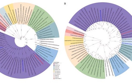 Геномный анализ и характеристика патогенных свойств нового штамма вируса РРСС-1 HBEU-328, выявленного в Северном Китае