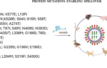 Мутации вирусных белков, способствующие адаптации вирусов гриппа А к млекопитающим: стратегии снижения зоонозных рисков и перспективы на будущее