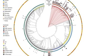 Антибиотикорезистентность и геномные характеристики штаммов Pasteurella multocida птичьего происхождения