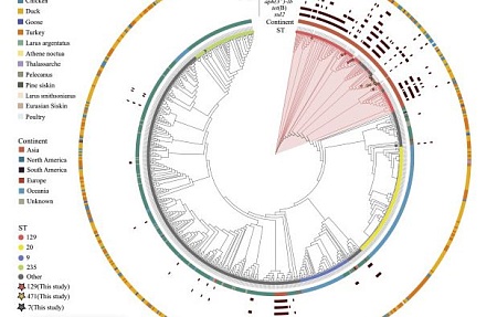 Антибиотикорезистентность и геномные характеристики штаммов Pasteurella multocida птичьего происхождения