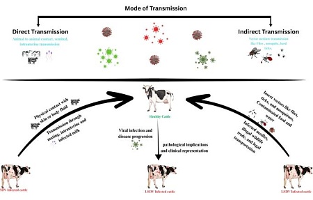 Глобальное распространение заразного узелкового дерматита: тенденции передачи, экономические последствия и профилактические меры