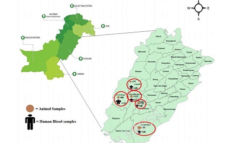 Шерсть жвачных животных и псовых как фактор передачи Bacillus anthracis в окружающей среде и потенциальный источник инфицирования человека в эндемичных регионах