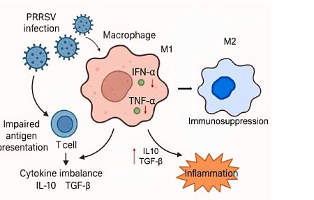 Взаимодействие вируса репродуктивно-респираторного синдрома свиней с адаптивной иммунной системой хозяина