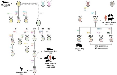Появление рекомбинантных штаммов вируса гриппа птиц H5N1 D1.1 в Северной Америке