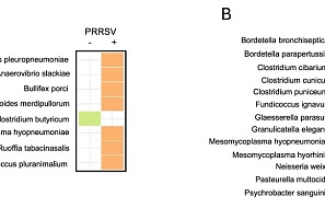 Исследование функционального микробиома в контексте респираторного синдрома свиней: вирусно-бактериальные коинфекции и профилирование факторов вирулентности