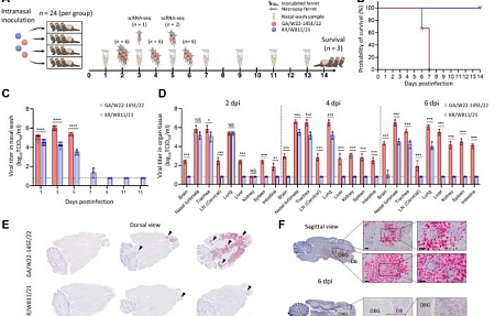 Белки PB2 и NP вируса гриппа А (H5N1) североамериканского происхождения стимулируют репликацию иммунных клеток и развитие системных инфекционных процессов