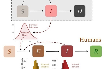 Моделирование потенциальной эпидемии высокопатогенного гриппа птиц H5N1