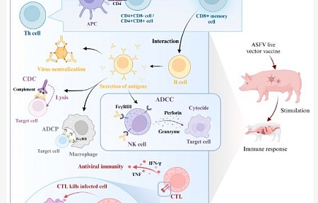 Прогресс в разработке векторной вакцины против африканской чумы свиней