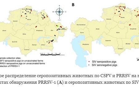 Первое исследование, описывающее распространённость и эпидемиологию африканской чумы свиней, классической чумы свиней, репродуктивно-респираторного синдрома свиней и гриппа свиней в Казахстане