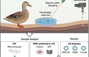 «Water-Wheat-Wait»: мониторинг вируса гриппа птиц и ESBL-продуцирующих E. coli у диких крякв (Anas platyrhynchos) с помощью кормушек с приманкой, Германия, 2022–2023 гг.