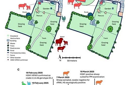 Обнаружение вируса высокопатогенного гриппа птиц H5N1 клады 2.3.4.4b у овцы в Великобритании, 2025 г.