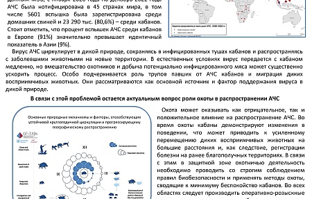 Охота на кабанов и ее роль в распространении АЧС