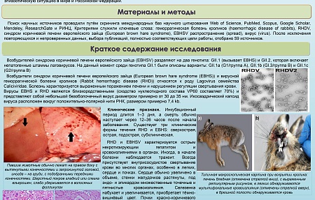 Лаговирусные инфекции зайцев и кроликов