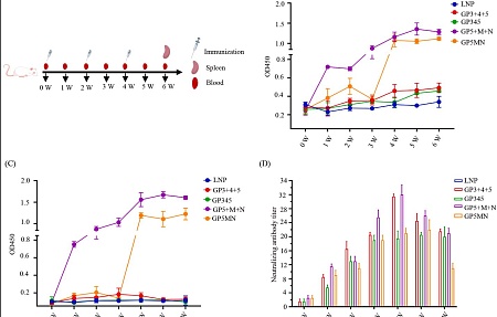 Комбинированная иммунизация с использованием мРНК, кодирующей антигены вируса РРСС, усиливает иммунный ответ организма и обеспечивает формирование защитного иммунитета против высокопатогенного штамма вируса РРСС у поросят