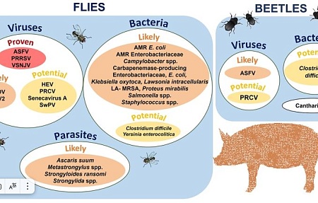 Передача патогенов домашним свиньям посредством мух и жуков