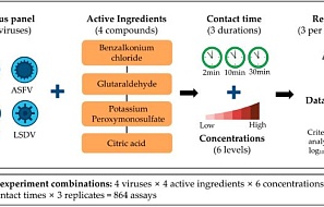 Влияние концентрации и продолжительности воздействия дезинфицирующих средств на их вирулицидную активность в отношении ключевых патогенов трансграничных заболеваний животных