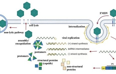 Патогенез ящура: современные представления и пробелы в знаниях