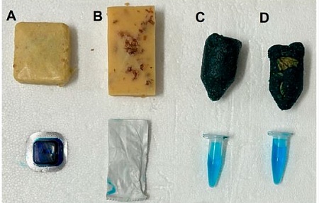 Пероральная иммунизация евразийского дикого кабана (Sus scrofa) против АЧС вакциной «ASFV-G-ΔI177L»: эффективность приманки, иммуногенность и мониторинг окружающей среды