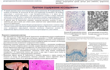 Инфекция, вызванная Mycoplasma hyopneumoniae у свиней