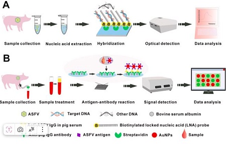Достижения в области методов диагностики африканской чумы свиней