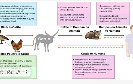 Высокопатогенный грипп птиц (H5N1) клада 2.3.4.4b у крупного рогатого скота: растущая угроза здоровью