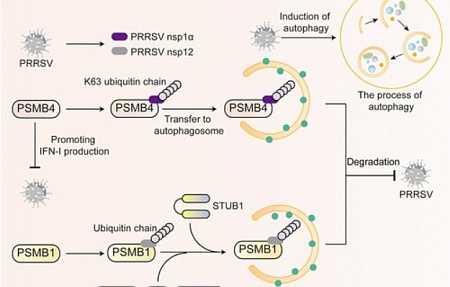 Аутофагия и убиквитинирование при вирусных инфекциях свиней: защита хозяина и противодействие вирусу