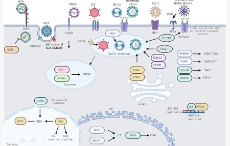 CRISPR-основанный скрининг факторов хозяина при вирусных инфекциях животных: от обнаружения мишеней к хост-направленным противовирусным стратегиям
