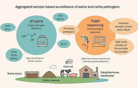 Объединенные образцы биологического материала от животных для мониторинга вирусов, поражающих животных, а также потенциально зоонозных патогенов
