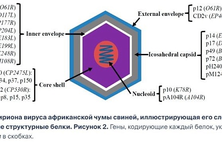 Африканская чума свиней: разработка вакцин и основные проблемы