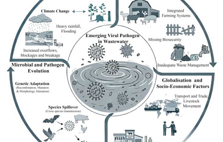 Сточные воды как индикатор новых вирусных заболеваний в животноводстве