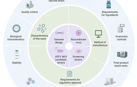 Надежда и препятствия: раскрытие потенциала модифицированных живых вирусных вакцин против африканской чумы свиней