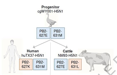 Вирус A(H5N1): необычные свойства и важность контроля вспышек