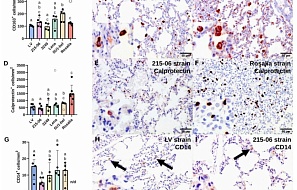 Характеристика клеточной инфильтрации легких на ранней стадии инфекции, вызванной штаммами вируса репродуктивно-респираторного синдрома свиней 1-го типа различной вирулентности.