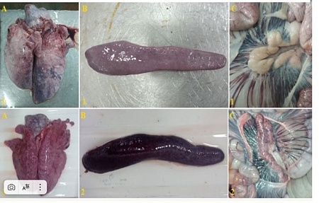 Inoculation with ASFV-Katanga-350 Partially Protects Pigs from Death during Subsequent Infection with Heterologous Type ASFV-Stavropol 01/08