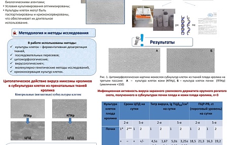 Биологические свойства субкультур первичных клеток почки и кожи плода кролика